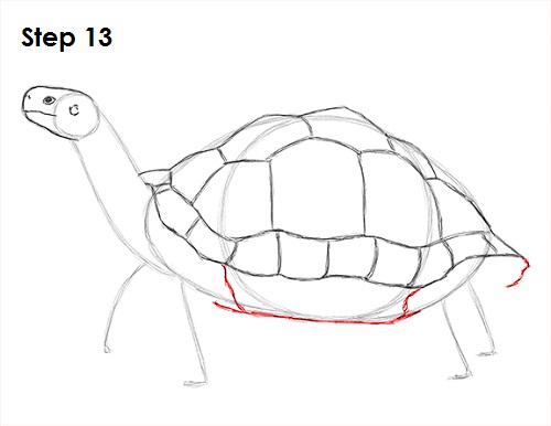 Draw Tortoise 13
