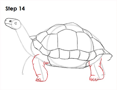 Draw Tortoise 14