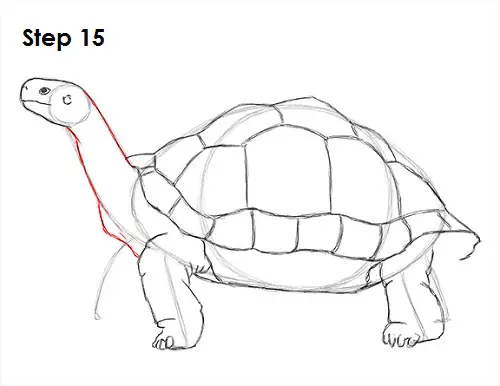Draw Tortoise 15