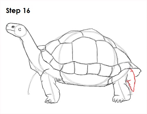 Draw Tortoise 16