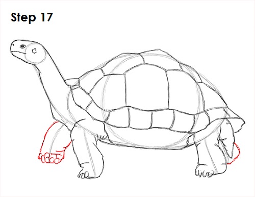 Draw Tortoise 17