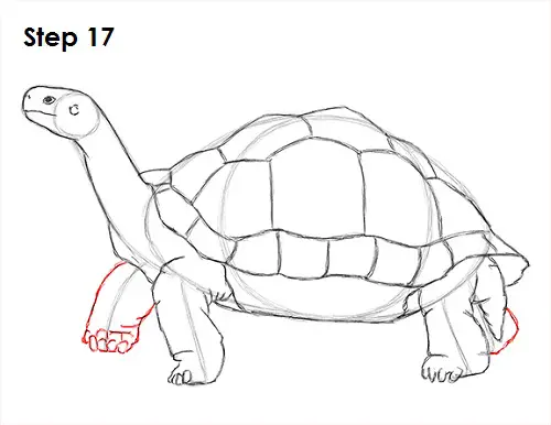 Draw Tortoise 17