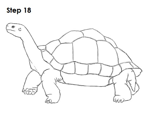 Draw Tortoise 18