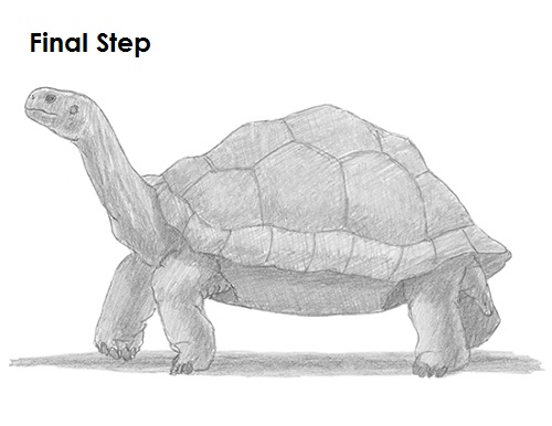 Draw Tortoise Last