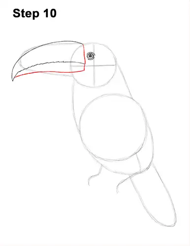 Draw Toucan Bird 10