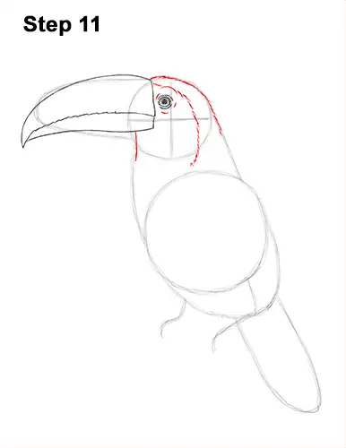 Draw Toucan Bird 11