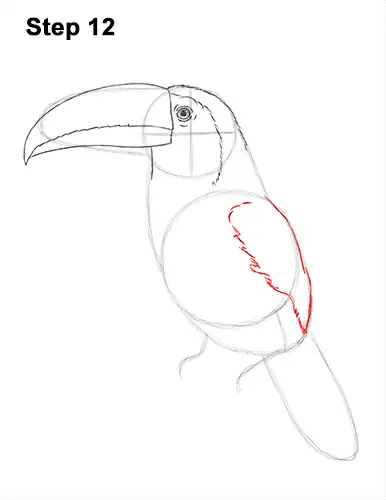 Draw Toucan Bird 12