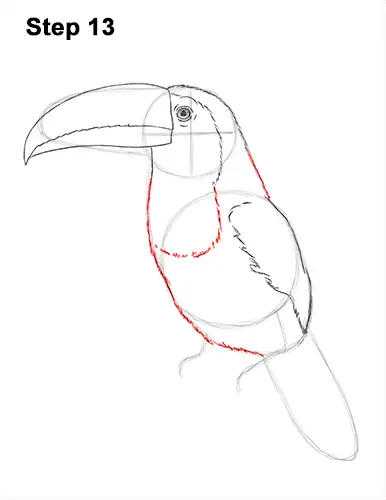 Draw Toucan Bird 13