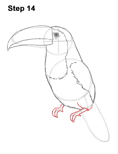 Draw Toucan Bird 14