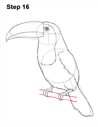 Draw Toucan Bird 16