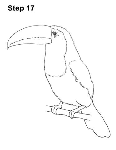 toco toucan line drawing