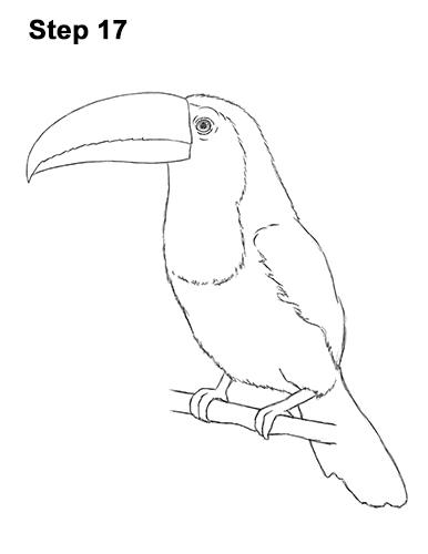 Toucan Drawing Step By Step How To Draw A Bird: Easy Bird Drawing