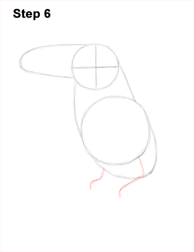 Draw Toucan Bird 6