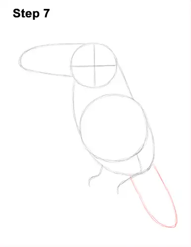 Draw Toucan Bird 7