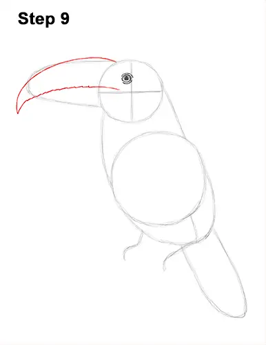 Draw Toucan Bird 9