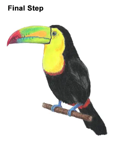 Draw Toucan Bird