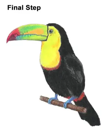 How To Draw A Toucan Keel Billed