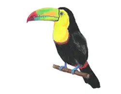 How to Draw a Keel-Billed Toucan