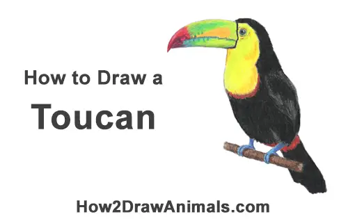 How to Draw a Toucan Bird