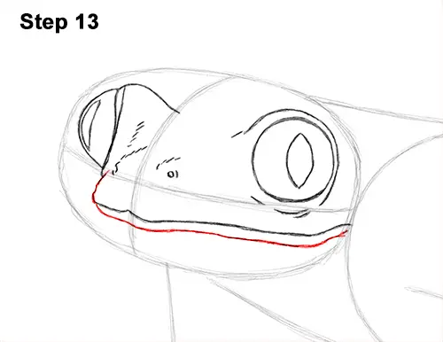 How to Draw a Red-Eyed Tree Frog 13