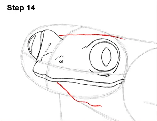 How to Draw a Red-Eyed Tree Frog 14
