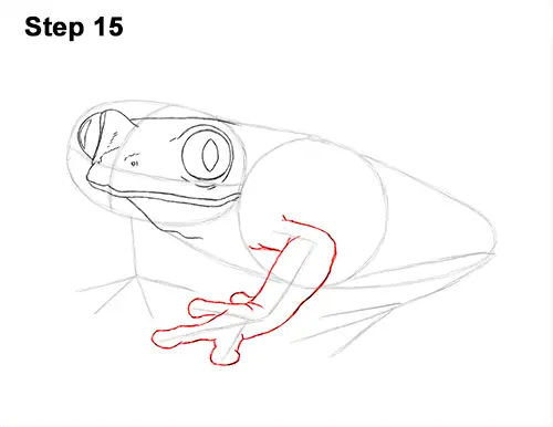 How to Draw a Red-Eyed Tree Frog 15