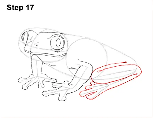 How to Draw a Red-Eyed Tree Frog 17