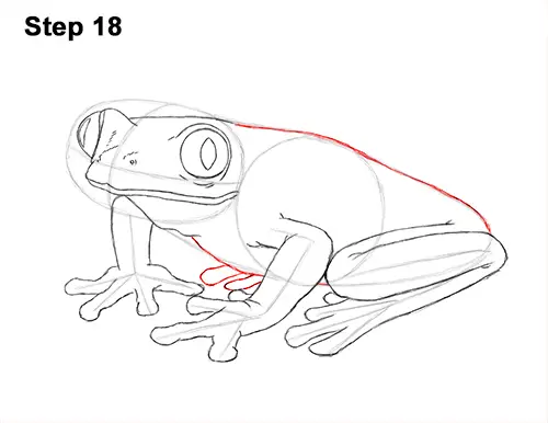 How to Draw a Red-Eyed Tree Frog 18