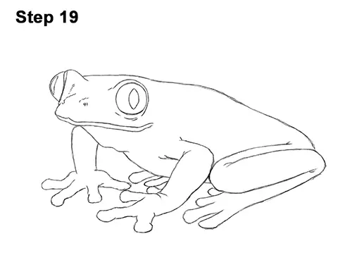 How to Draw a Red-Eyed Tree Frog 19