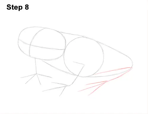 How to Draw a Red-Eyed Tree Frog 8