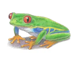 How to Draw a Red-Eyed Tree Frog Color