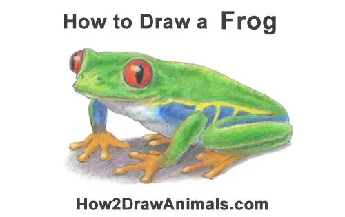 How to Draw a Red-eyed Tree Frog