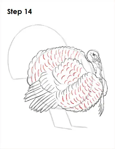Draw a Turkey 14