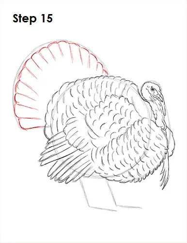 Draw a Turkey 15