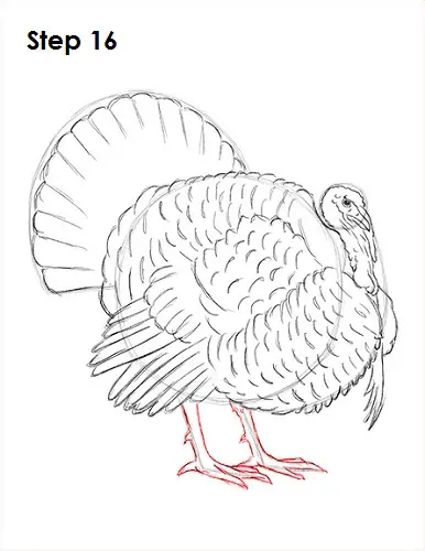 Draw a Turkey 16