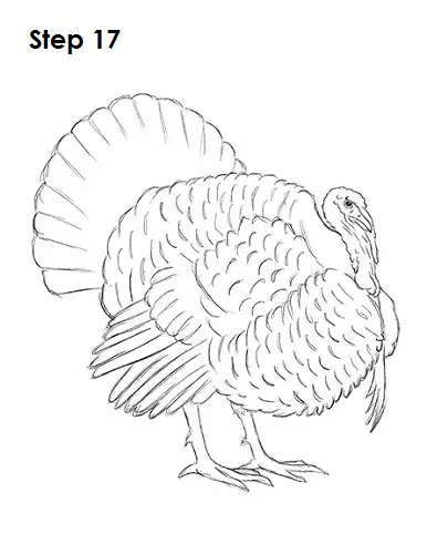 Draw a Turkey 17