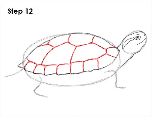 Draw Turtle 12