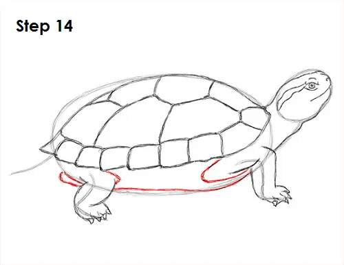 Draw Turtle 14