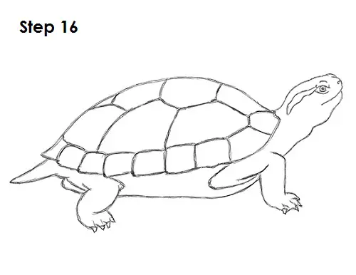 Draw Turtle 16