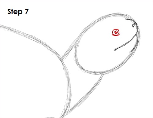 Draw Turtle 7