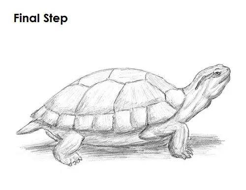 Draw Turtle Last