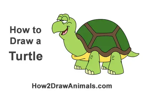How to Draw a Turtle / Tortoise (Cartoon)