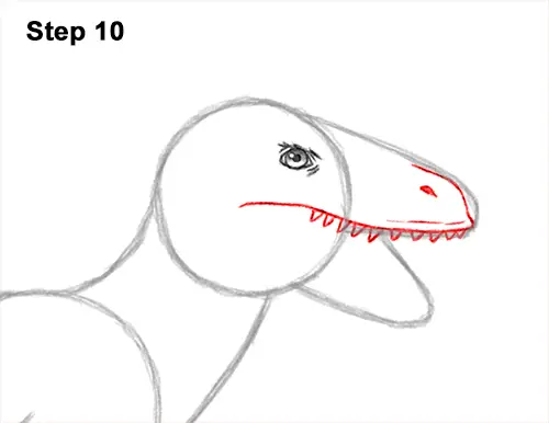 How to Draw Accurate Feathered Velociraptor 10