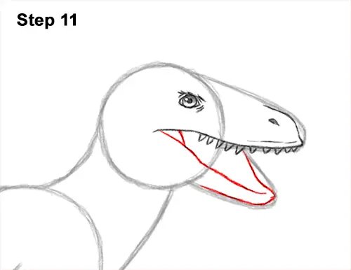 How to Draw Accurate Feathered Velociraptor 11