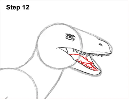 How to Draw Accurate Feathered Velociraptor 12
