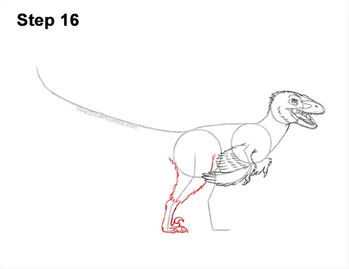 How to Draw Accurate Feathered Velociraptor 16