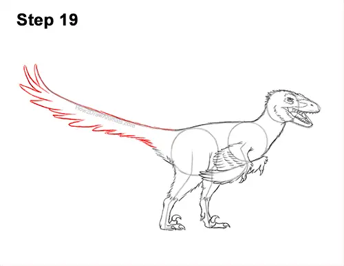 How to Draw Accurate Feathered Velociraptor 19