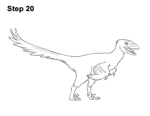 How to Draw Accurate Feathered Velociraptor 20