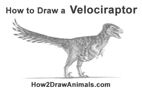 How to Draw Accurate Feathered Velociraptor
