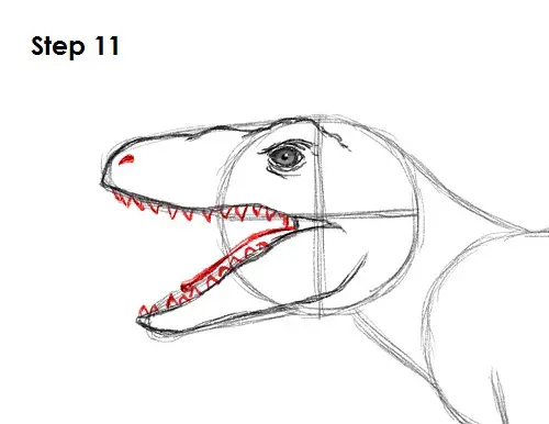 Draw a Velociraptor 11